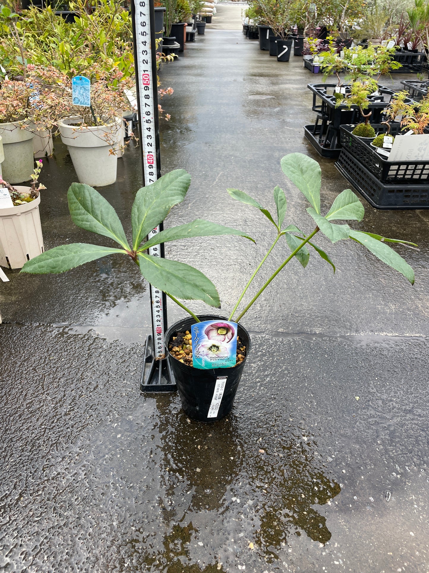 M31　クリスマスローズ　ピコティ　4.5号苗ポット