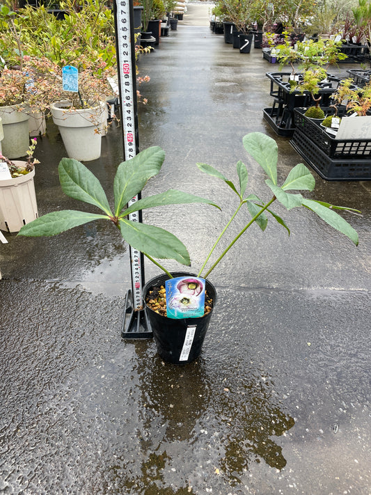 M31　クリスマスローズ　ピコティ　4.5号苗ポット