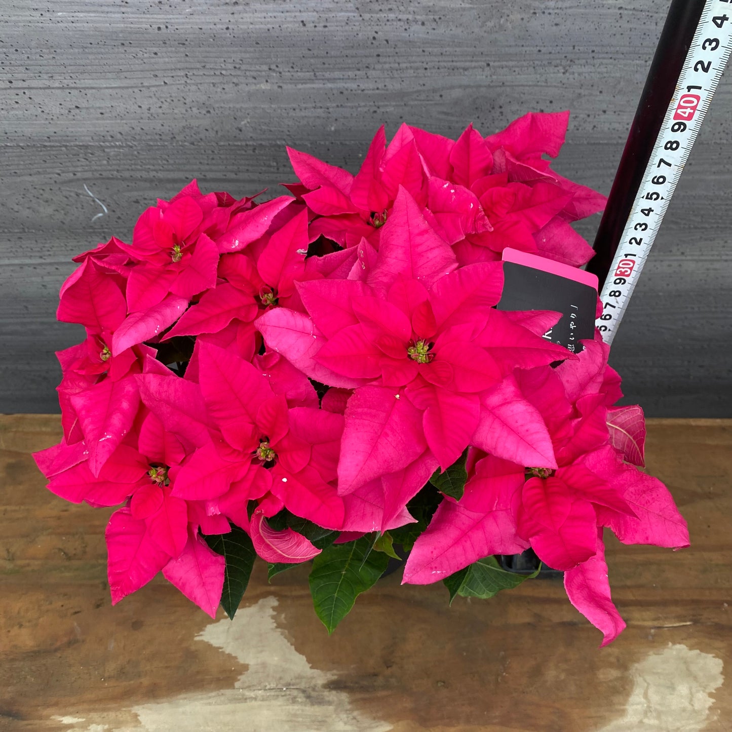 市場仕入れ即売会　No.25003　プリンセチア　オペラ　八重咲き　5号鉢