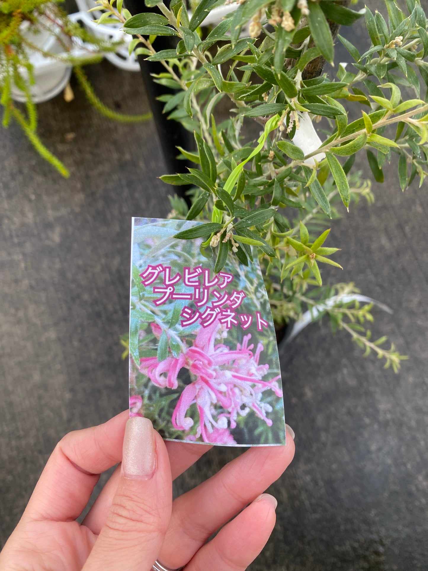 農場創業祭 No.26041　グレビレア　プーリンダシグネット　4号苗ポット