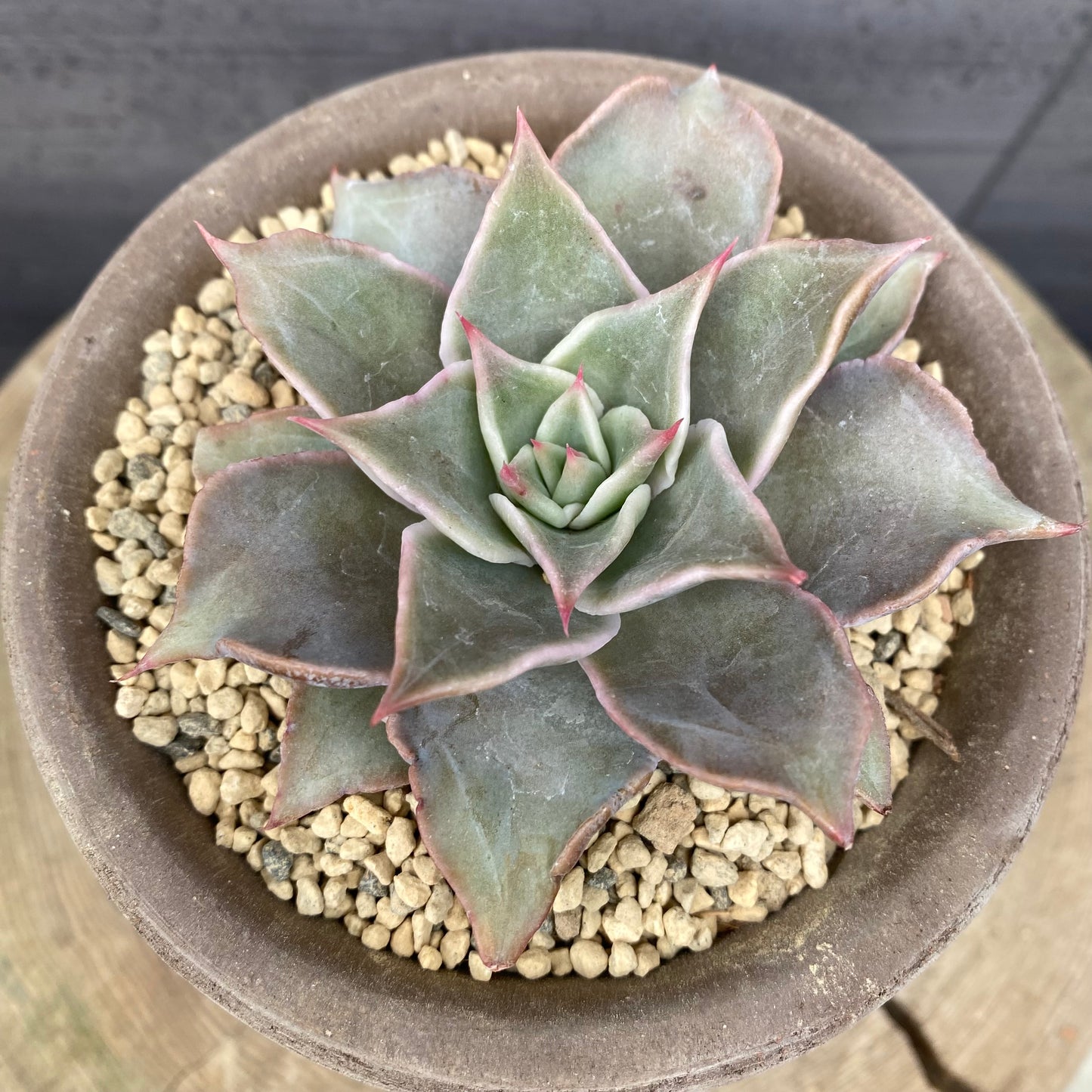 エケベリア　マディバ　BERGSコペンハーゲン10