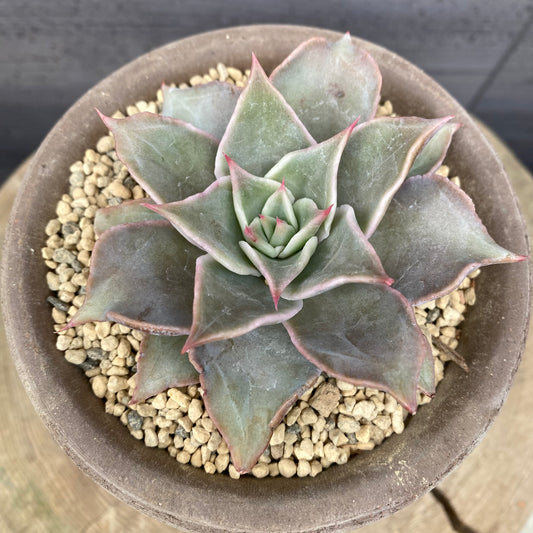 エケベリア　マディバ　BERGSコペンハーゲン10