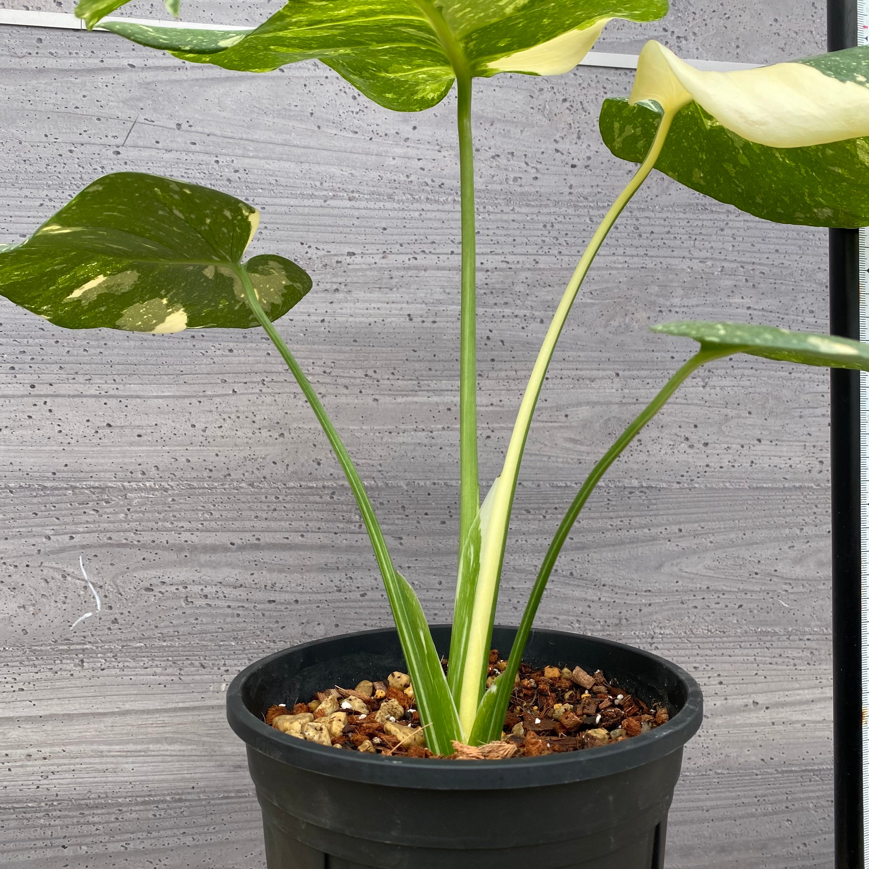 m*z様 A モンステラ　タイコンステレーション　ハイグレード 現品お届け】モンステラ タイコンステレーション Monstera