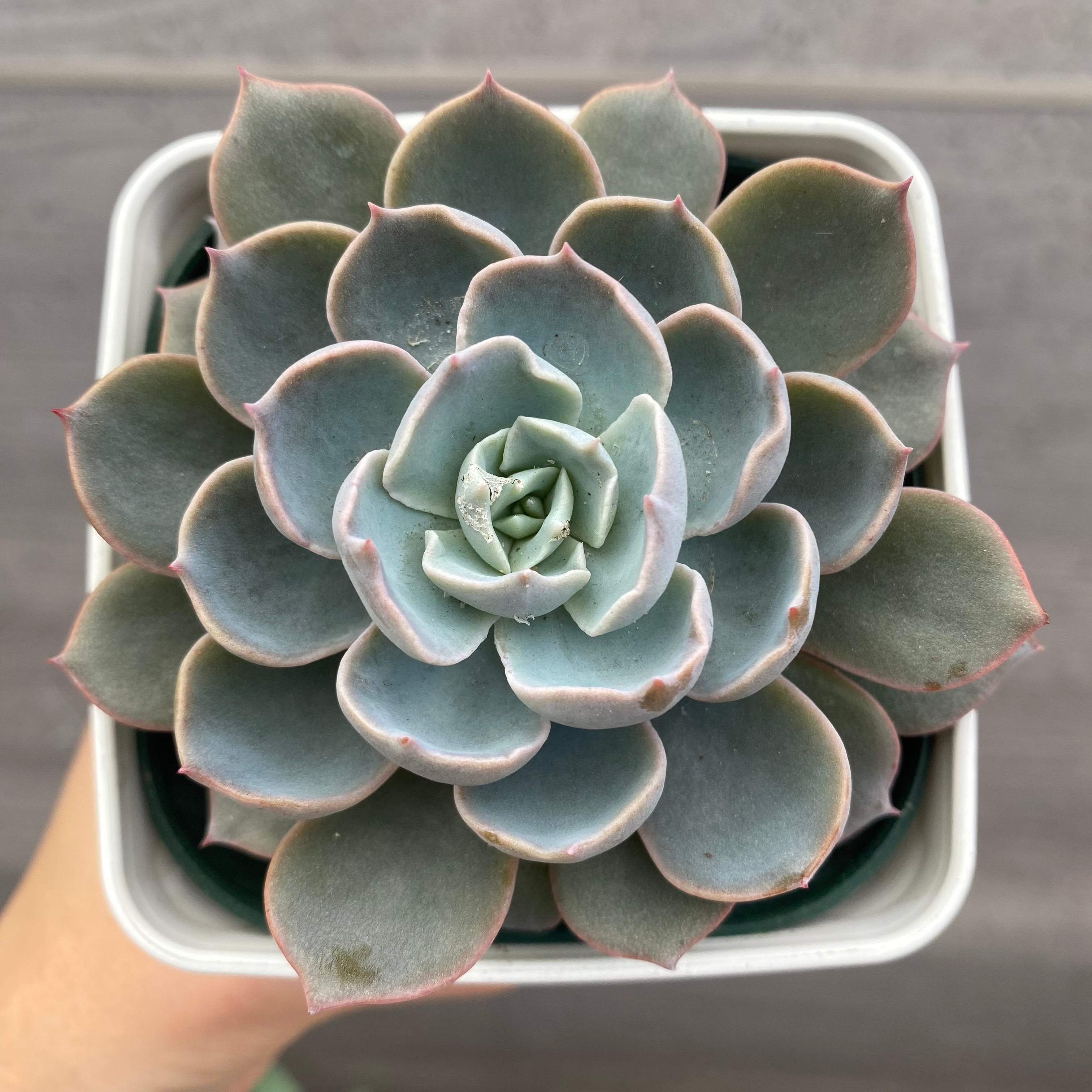 No.08001 多肉植物 5点セット – 植物家族