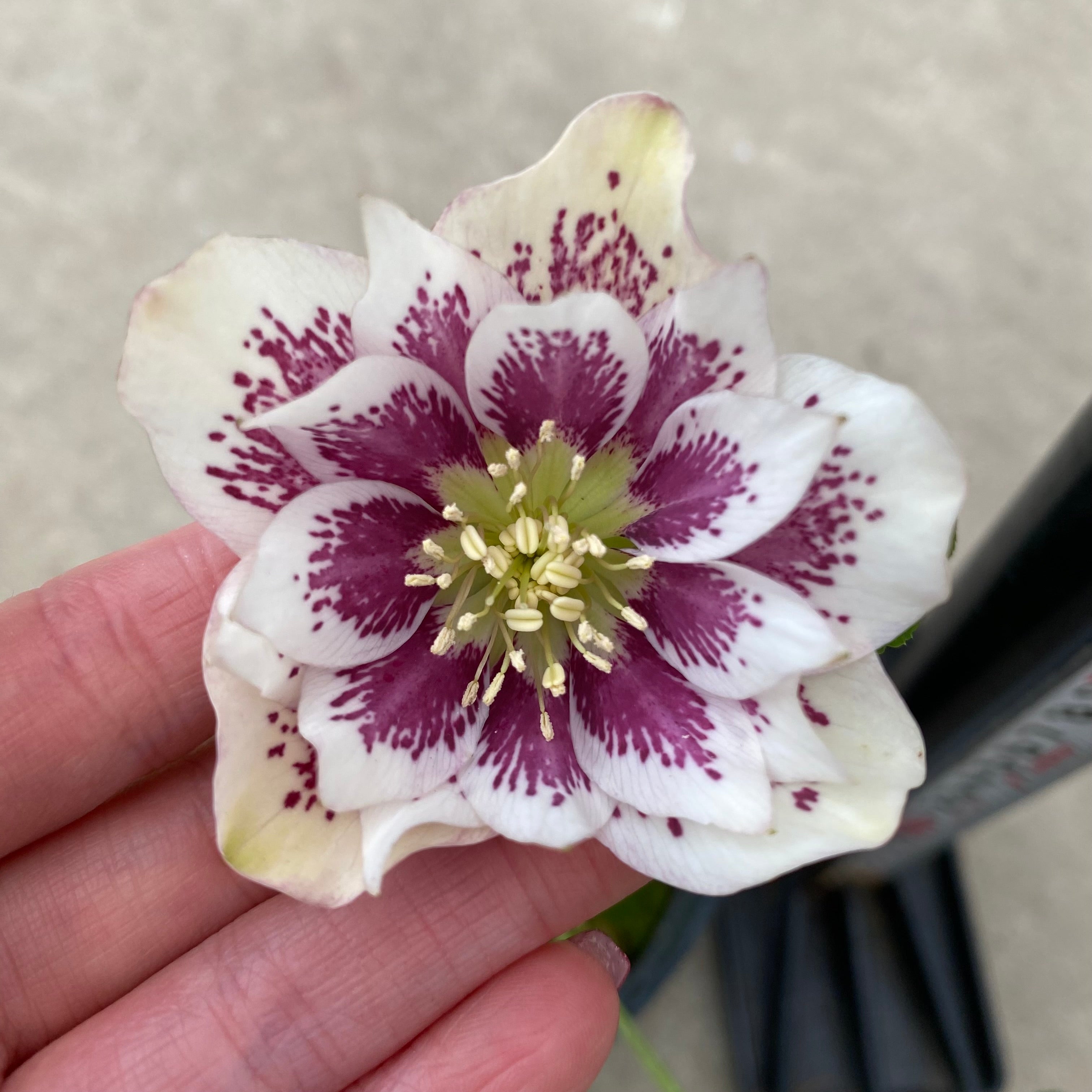 20061 クリスマスローズ ダブル咲き 3.5号苗ポット – 植物家族