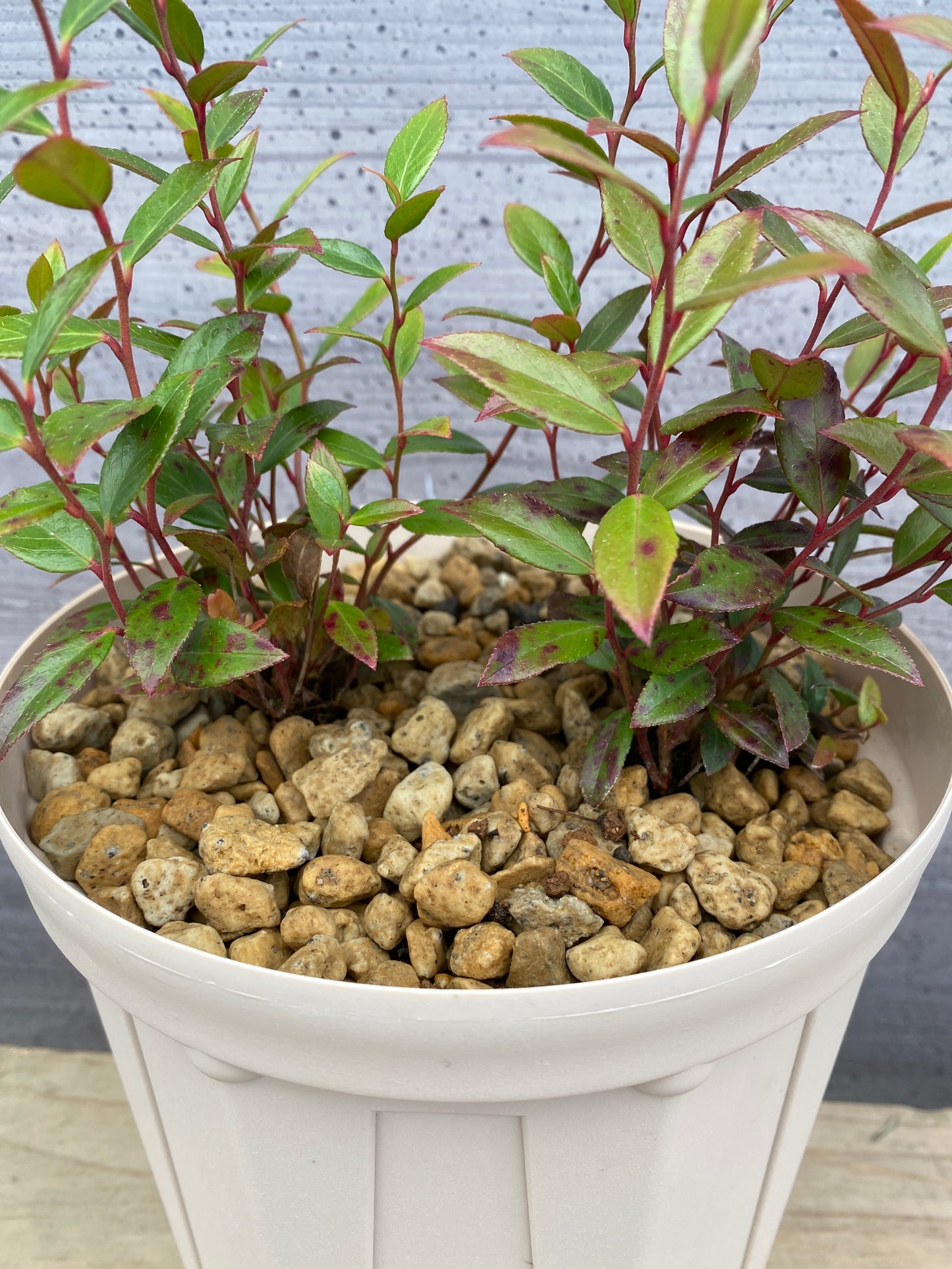 ルコテー　リトルフレーム　6号スリット鉢/オリジナル色