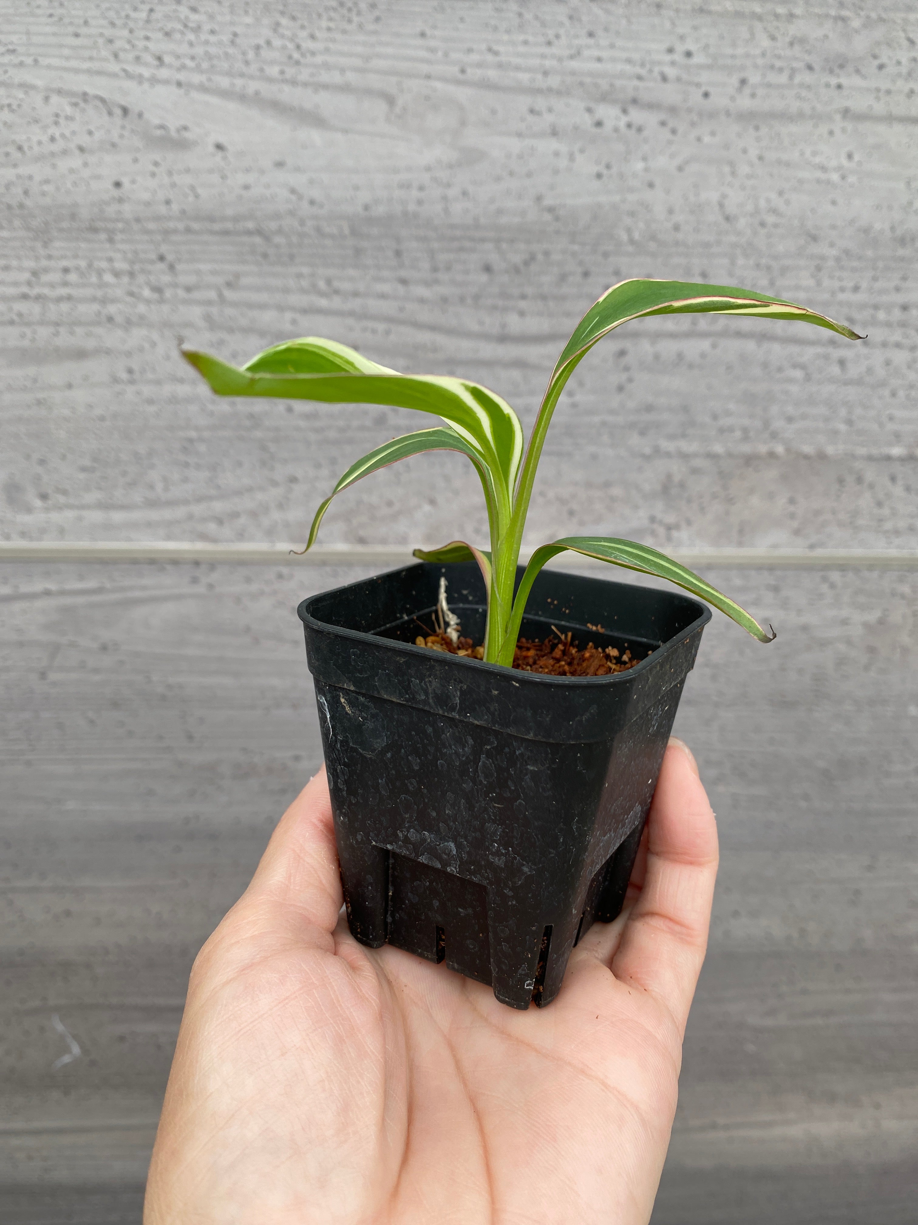 kirakira⭐︎　睡蓮鉢白　傘立て鯉　2個セット　お買い得 キテンラボ（kiten.Lab） キテン紳士オールシーズンミニ無地傘