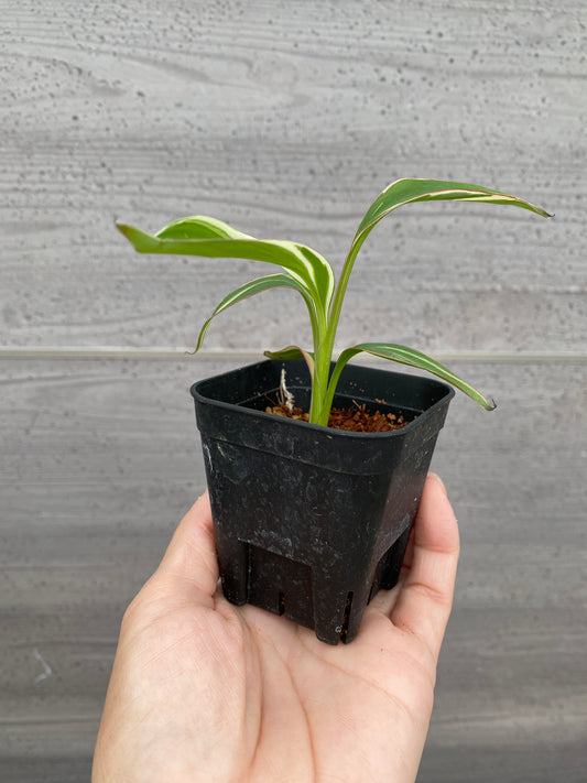 No.21064　ムサノノ