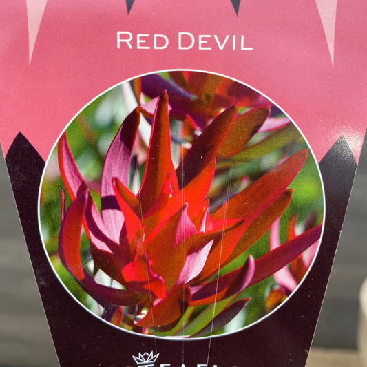 リュウカデンドロン　レッドデビル　オリジナルポット