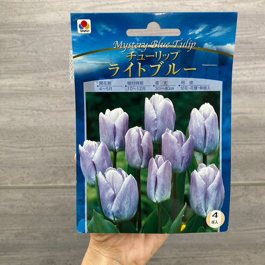 チューリップ　球根　ライトブルー
