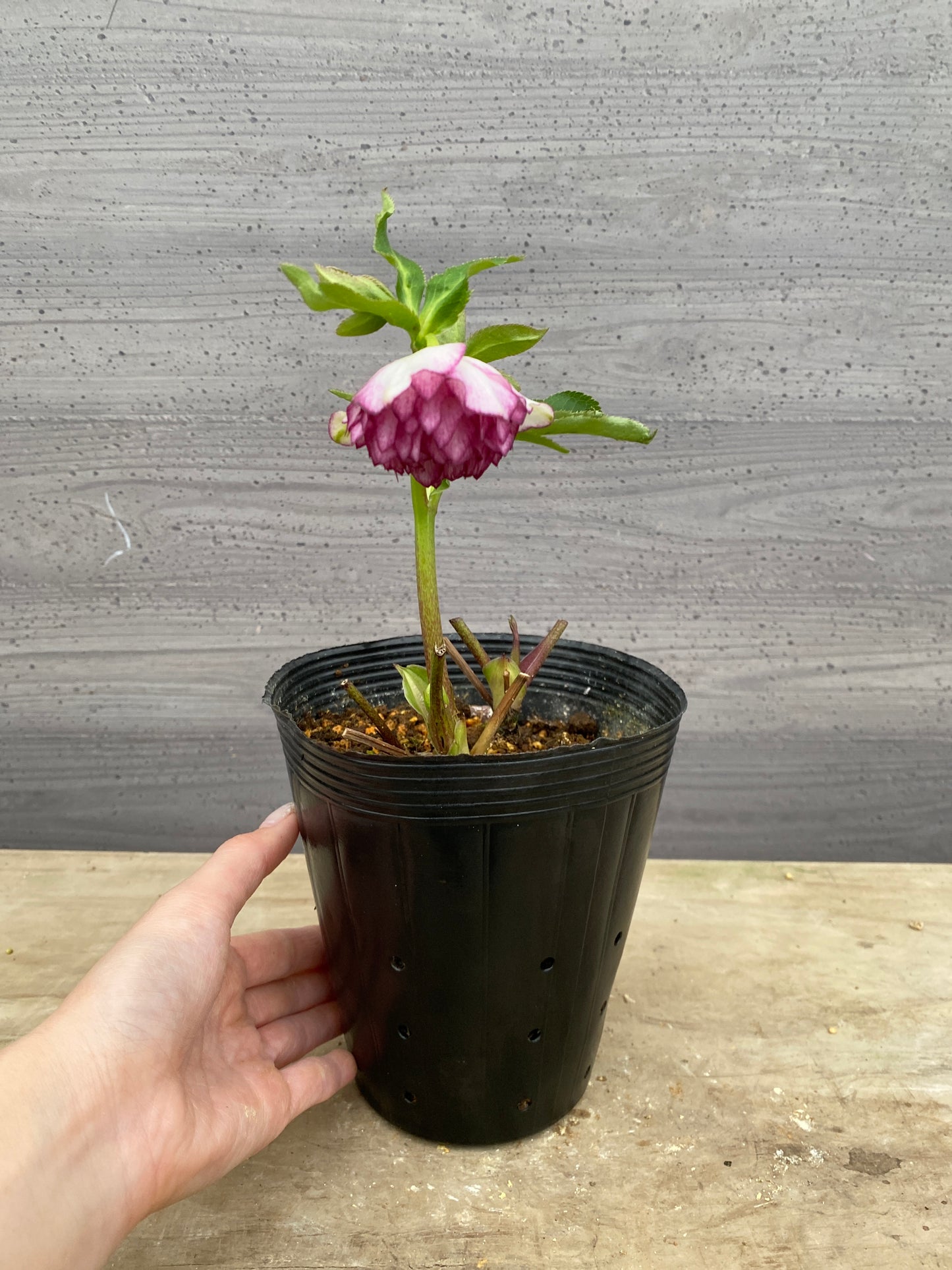 No.05125　横山園芸★クリスマスローズ　プリマドレス　5号苗ポット