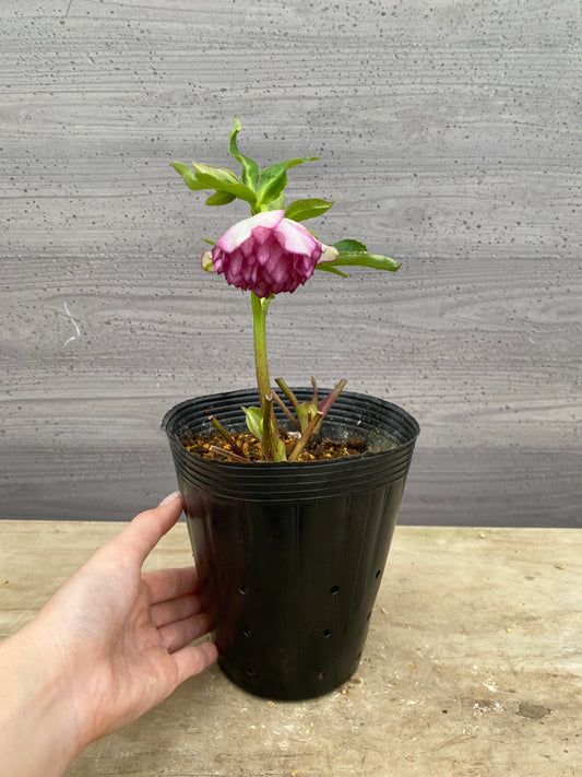 No.05125　横山園芸★クリスマスローズ　プリマドレス　5号苗ポット