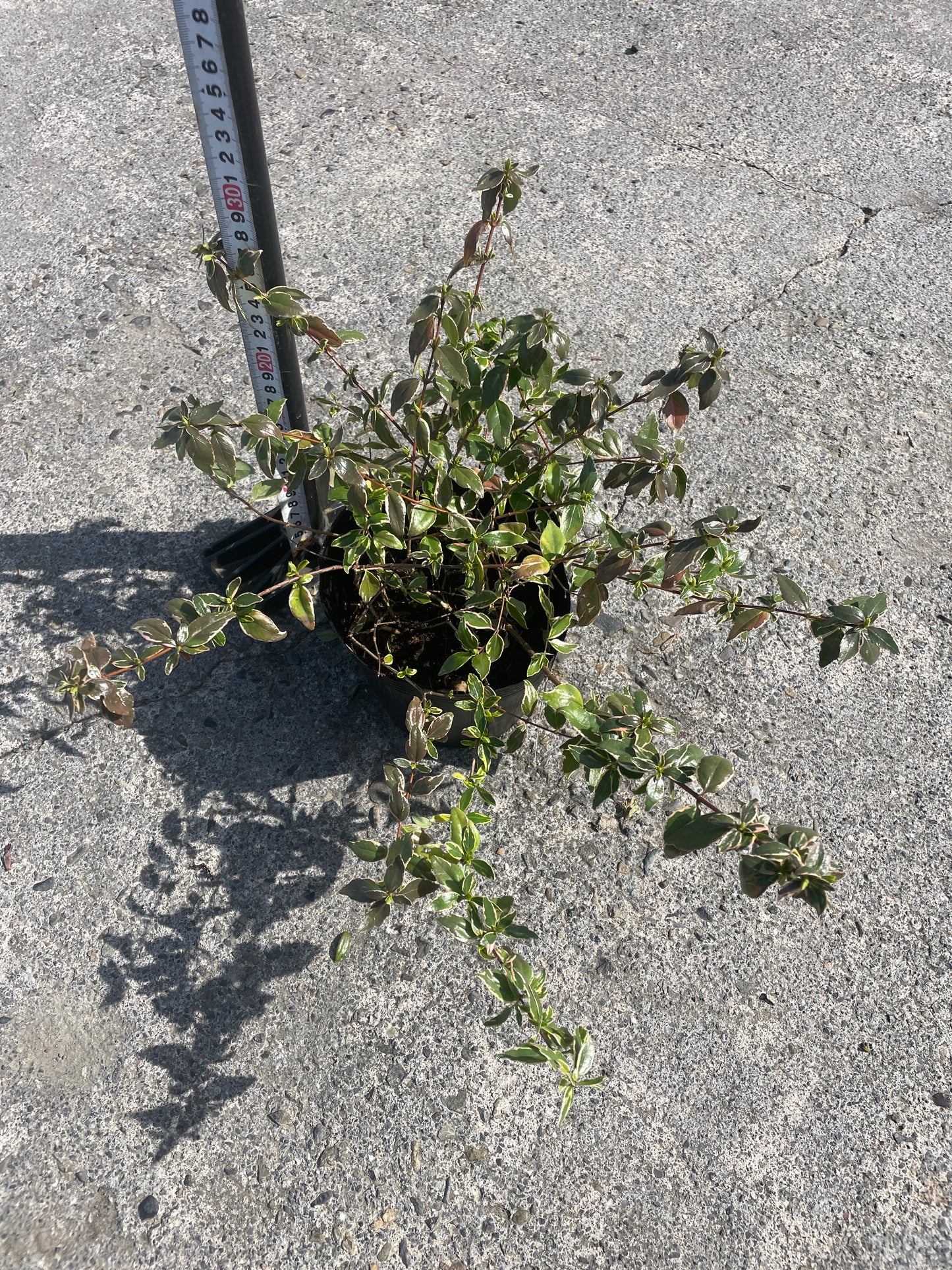 No.06008　岡本緑花　アベリア　ヴェルデブーケ　5号苗ポット