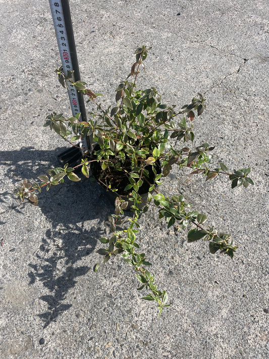 No.06008　岡本緑花　アベリア　ヴェルデブーケ　5号苗ポット