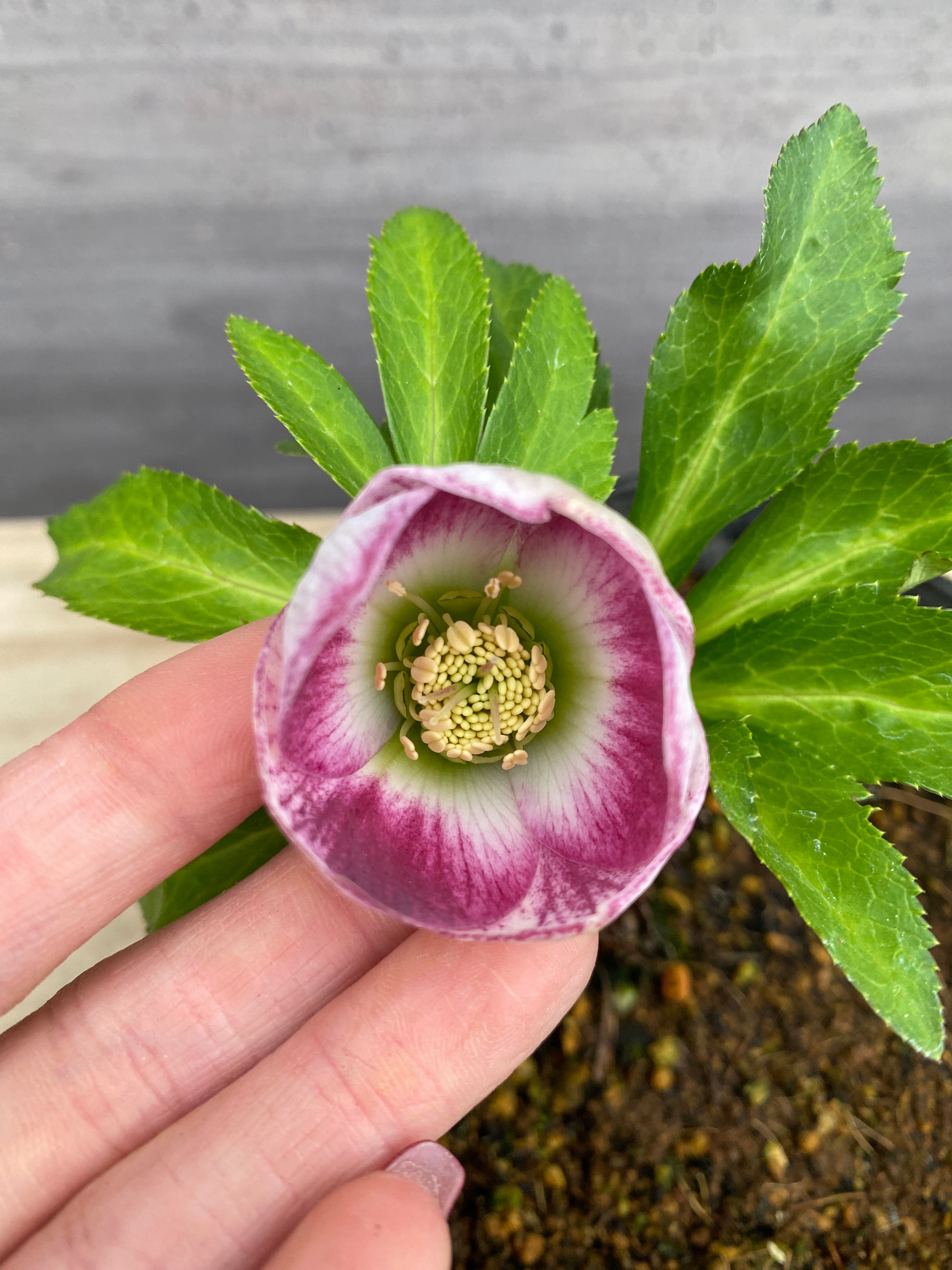 No.05080 横山園芸☆クリスマスローズ シングル咲き 5号苗ポット