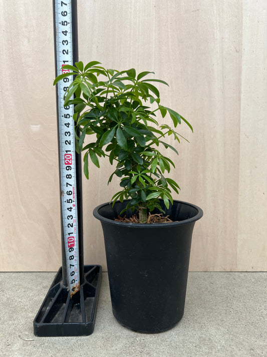 No.31025　シェフレラ　4号鉢