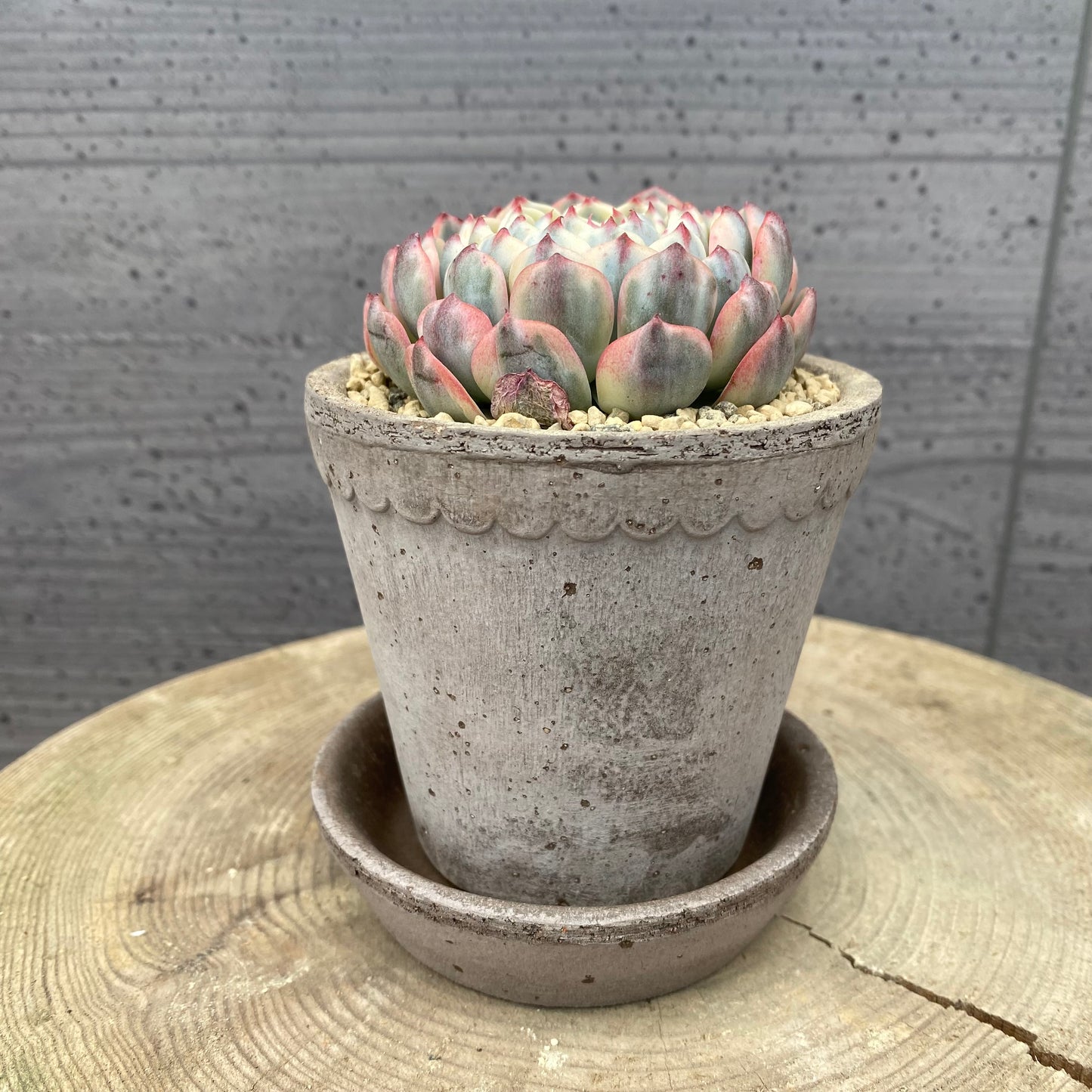 エケベリア　ホワイトミニマ錦　BERGS ヘレナ8.5