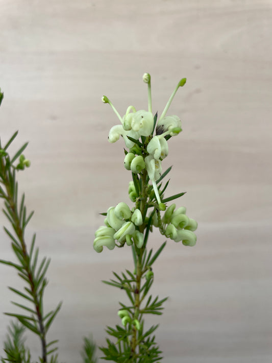 M67　グレビレア　7号苗ポット