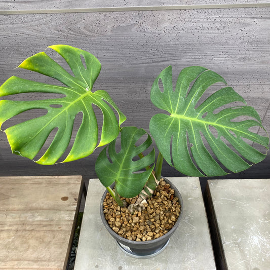 モンステラ　SMOKED PLANTER