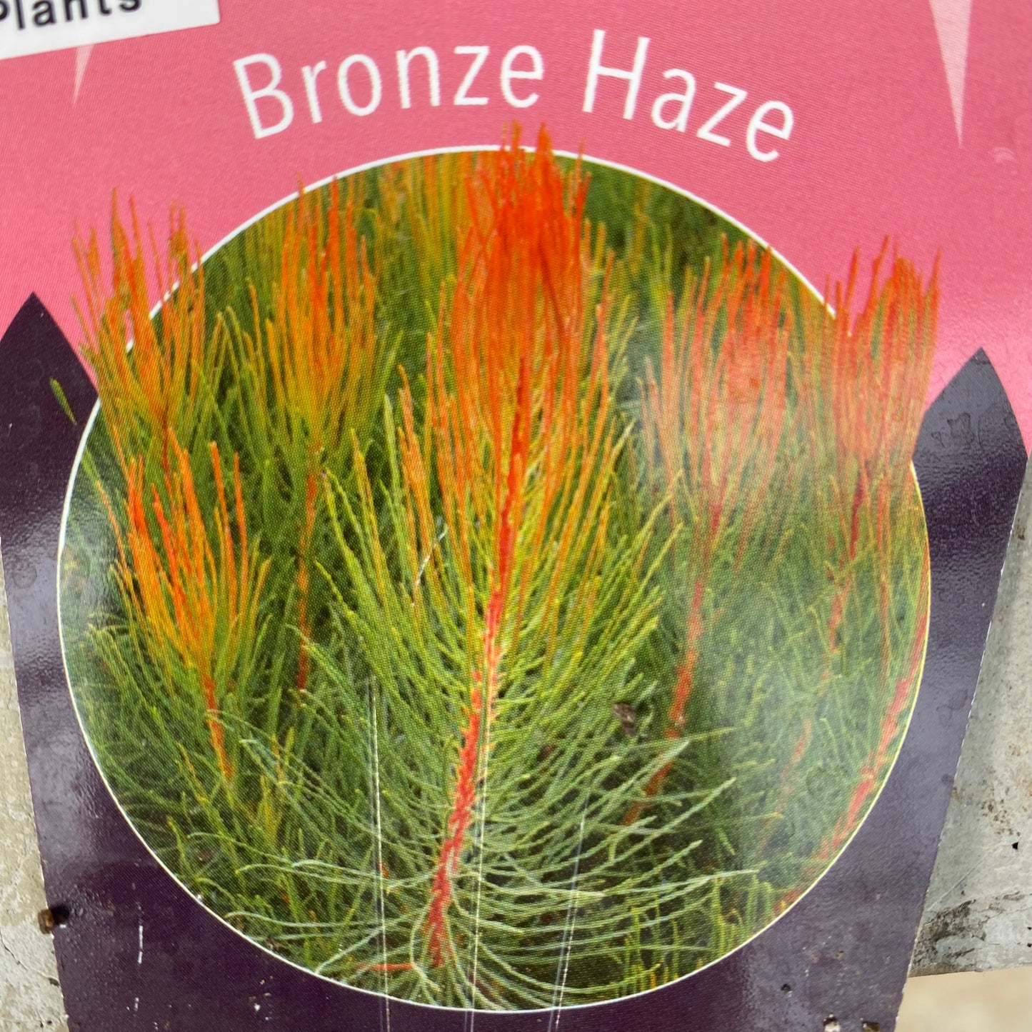 オーラックス　ブロンズヘイズ　６号スリット鉢/オリジナル色