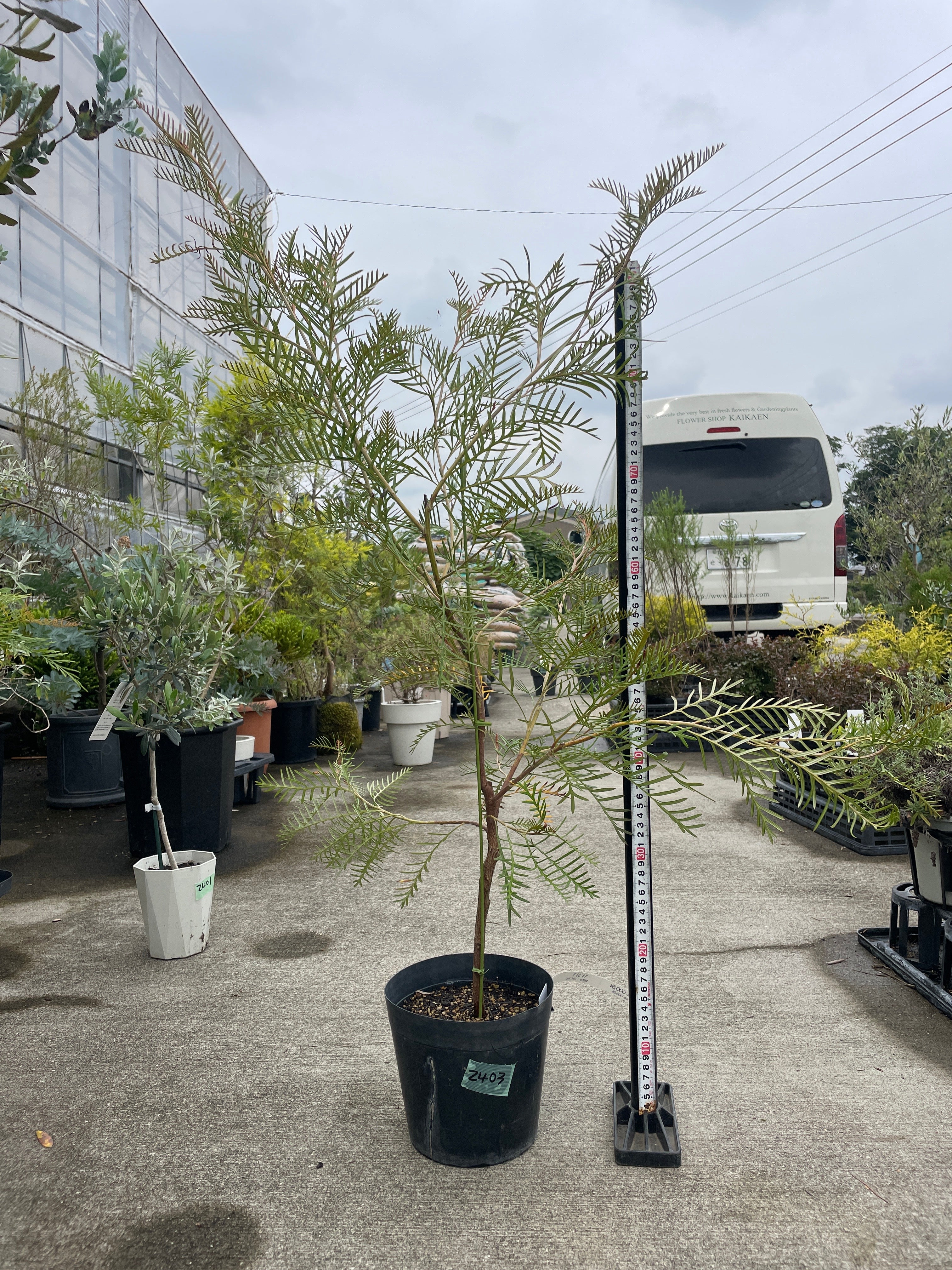 Pickup 全ての商品 – 植物家族