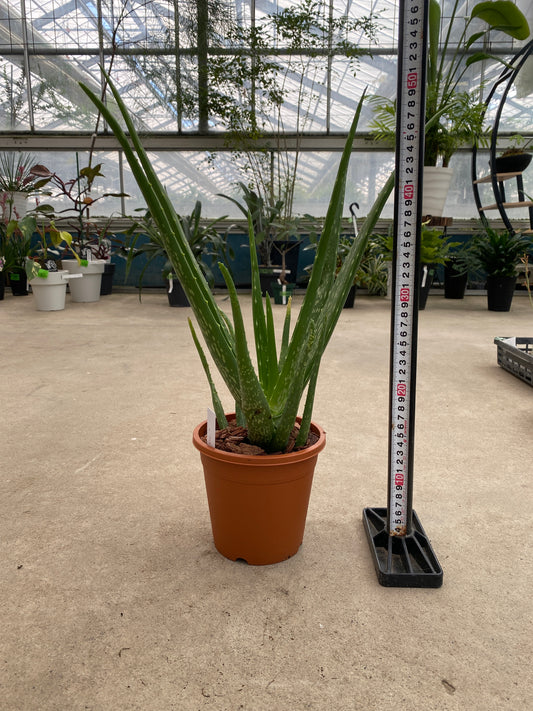 No.28010 アロエ ベラ 5号鉢