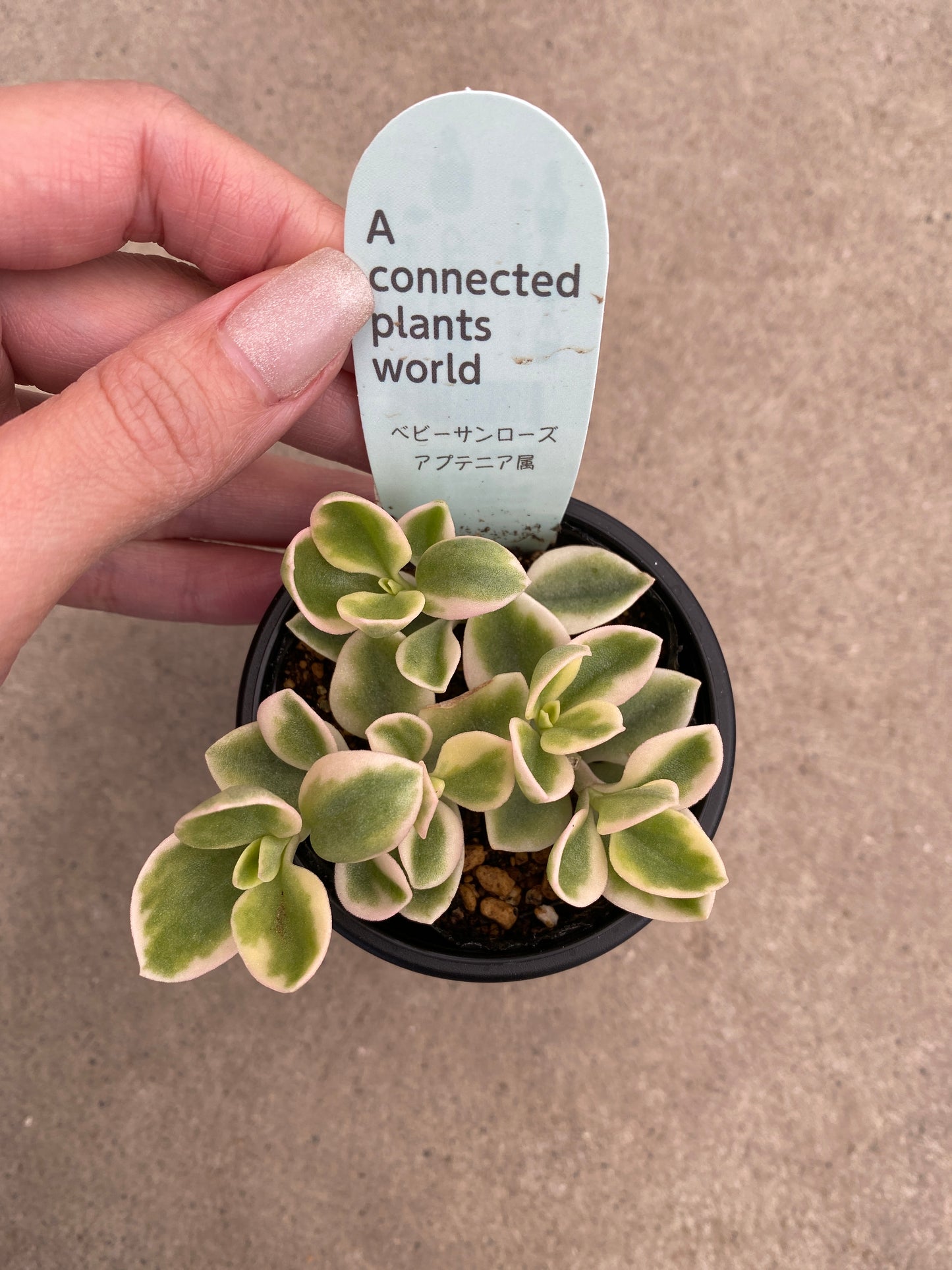 多肉植物　5個セット　アコプラ仕立て