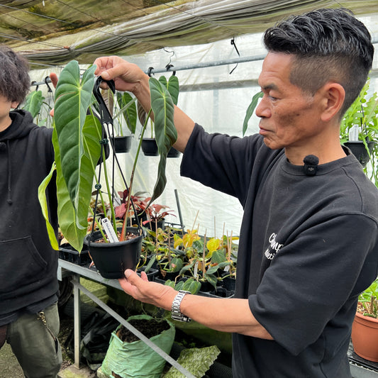 URBAN JUNGLE特集★U37　フィロデンドロン　エスエラルデンセ　5号吊り鉢