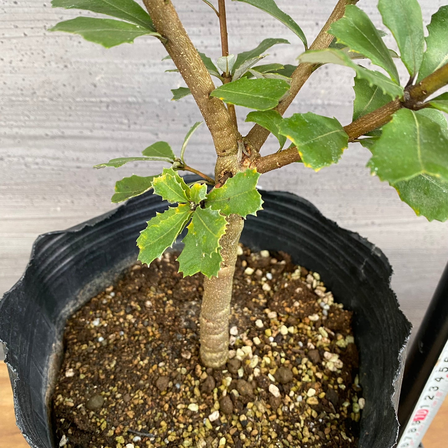 市場仕入れ即売会　No.25081　バンクシア　セイラ　7号苗ポット