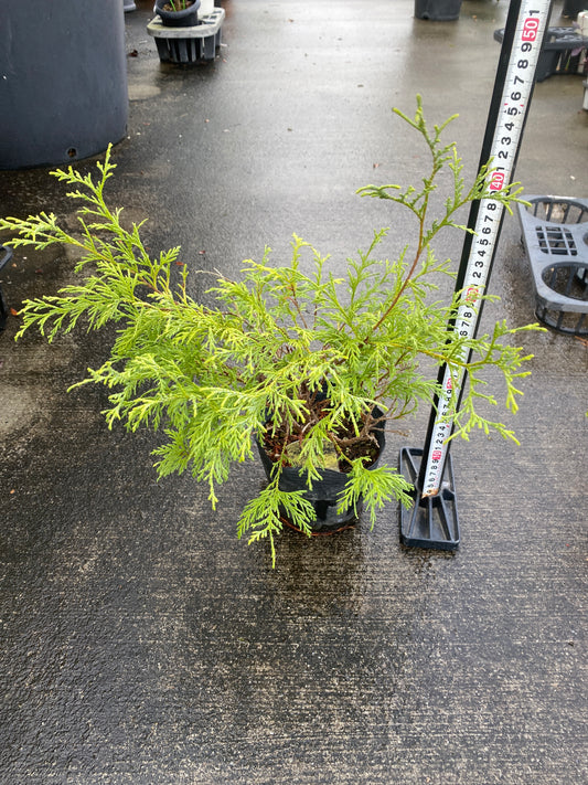 農場創業祭 No.26044　サワラ　4号苗ポット