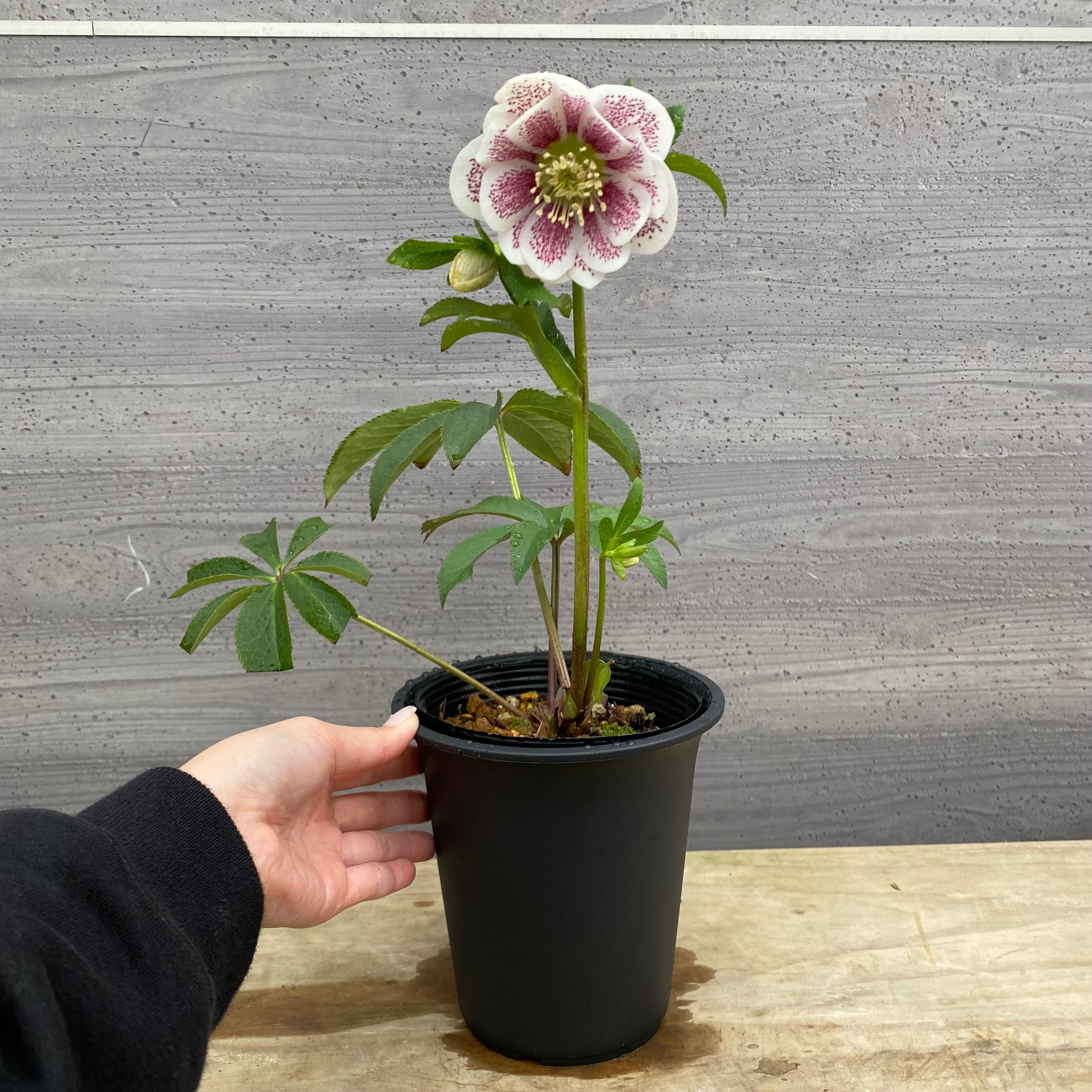 即売会 No.27074 クリスマスローズ ダブル咲き 4.5号鉢 – 植物家族