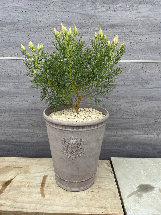 セルリア　プリティピンク（プラスチック鉢）