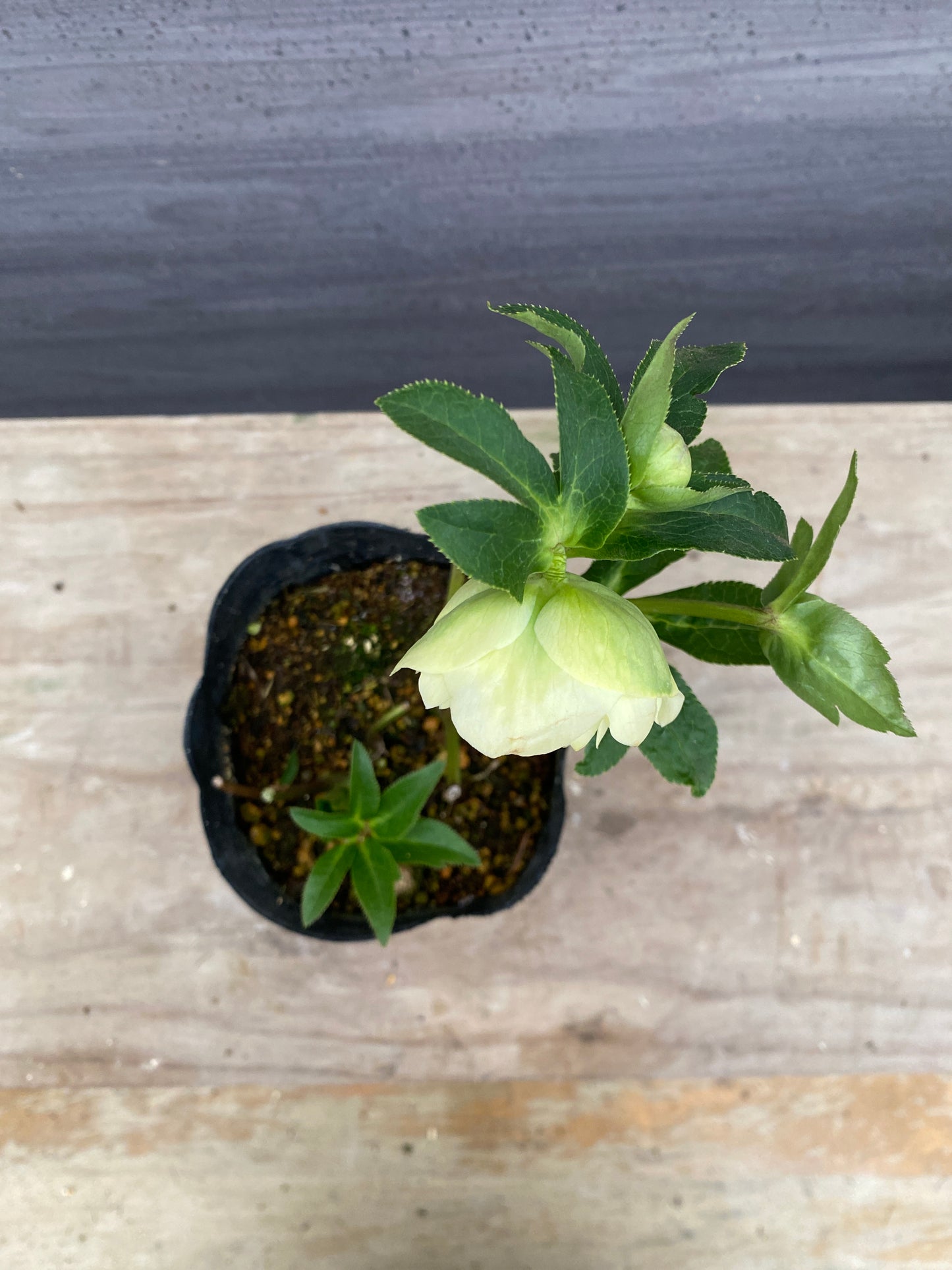 No.05124　横山園芸★クリスマスローズ　プリマドレス　5号苗ポット