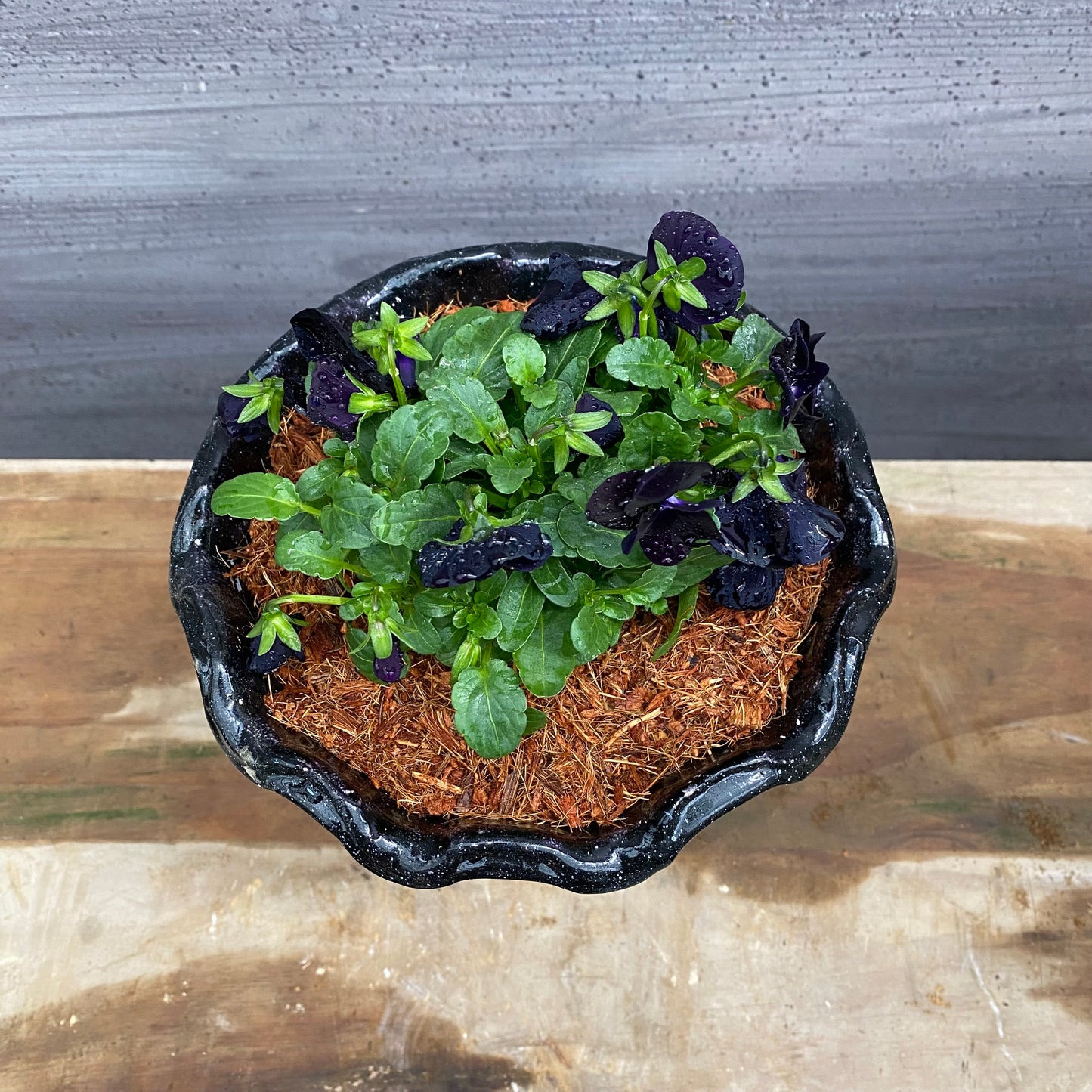 ビオラ　キューガーデンポット黒