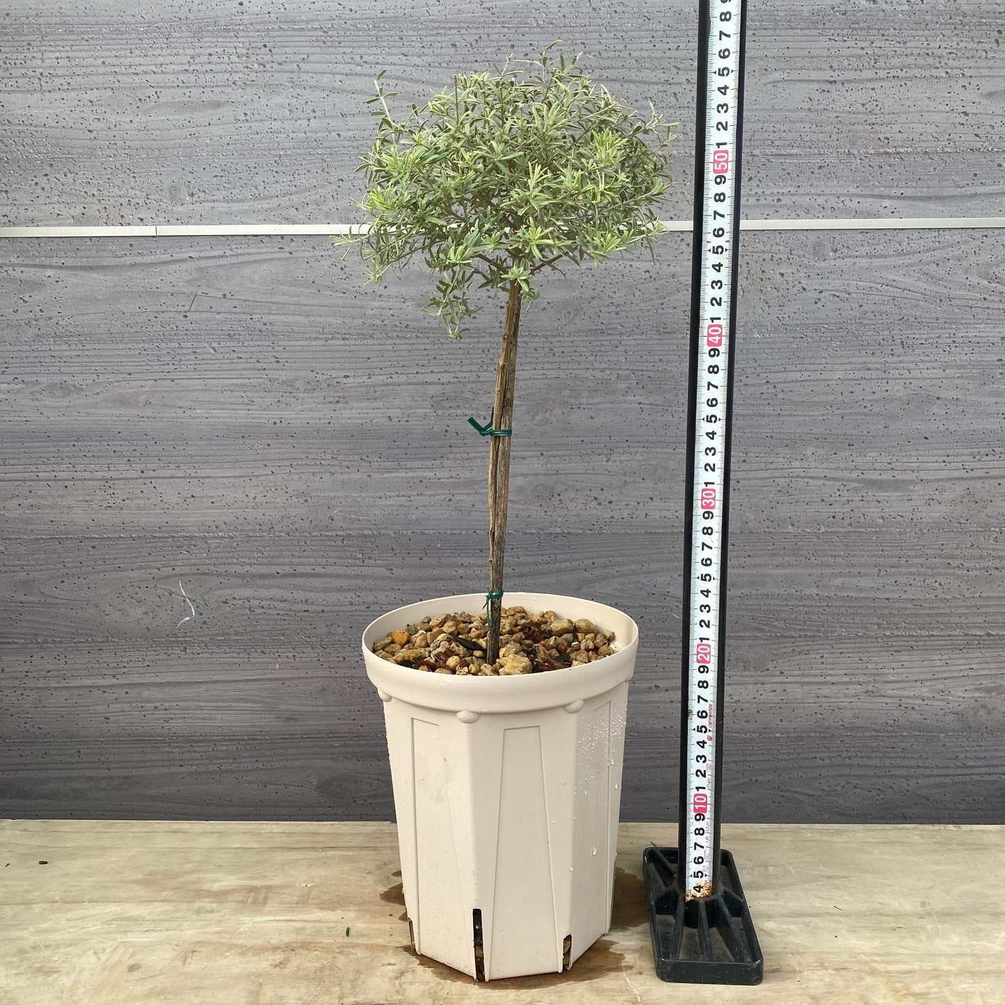 ウエストリンギア　ライムライト　６号スリット鉢/オリジナル色