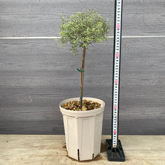 ウエストリンギア　ライムライト　６号スリット鉢/オリジナル色