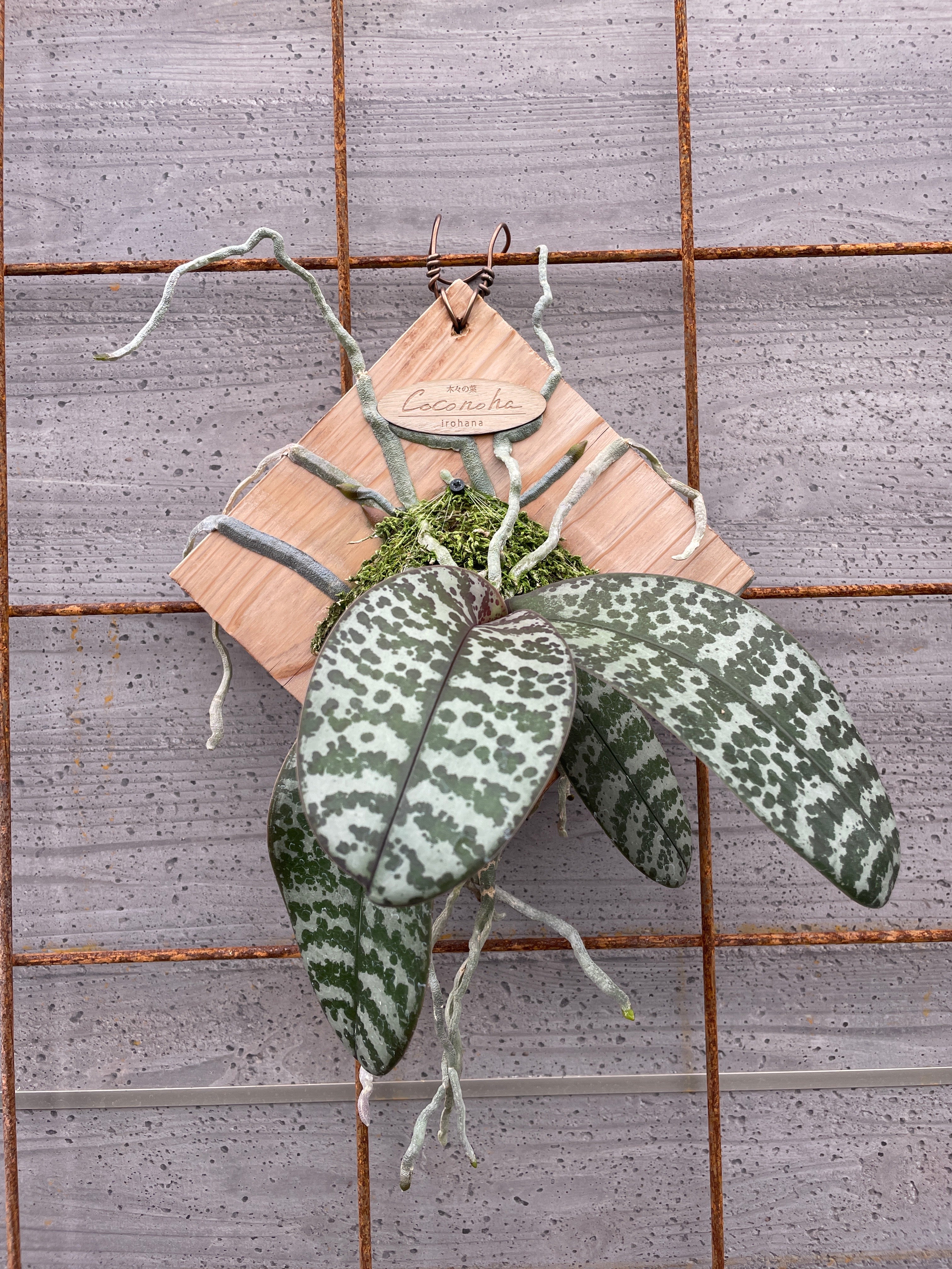 Pickup 全ての商品 – 植物家族