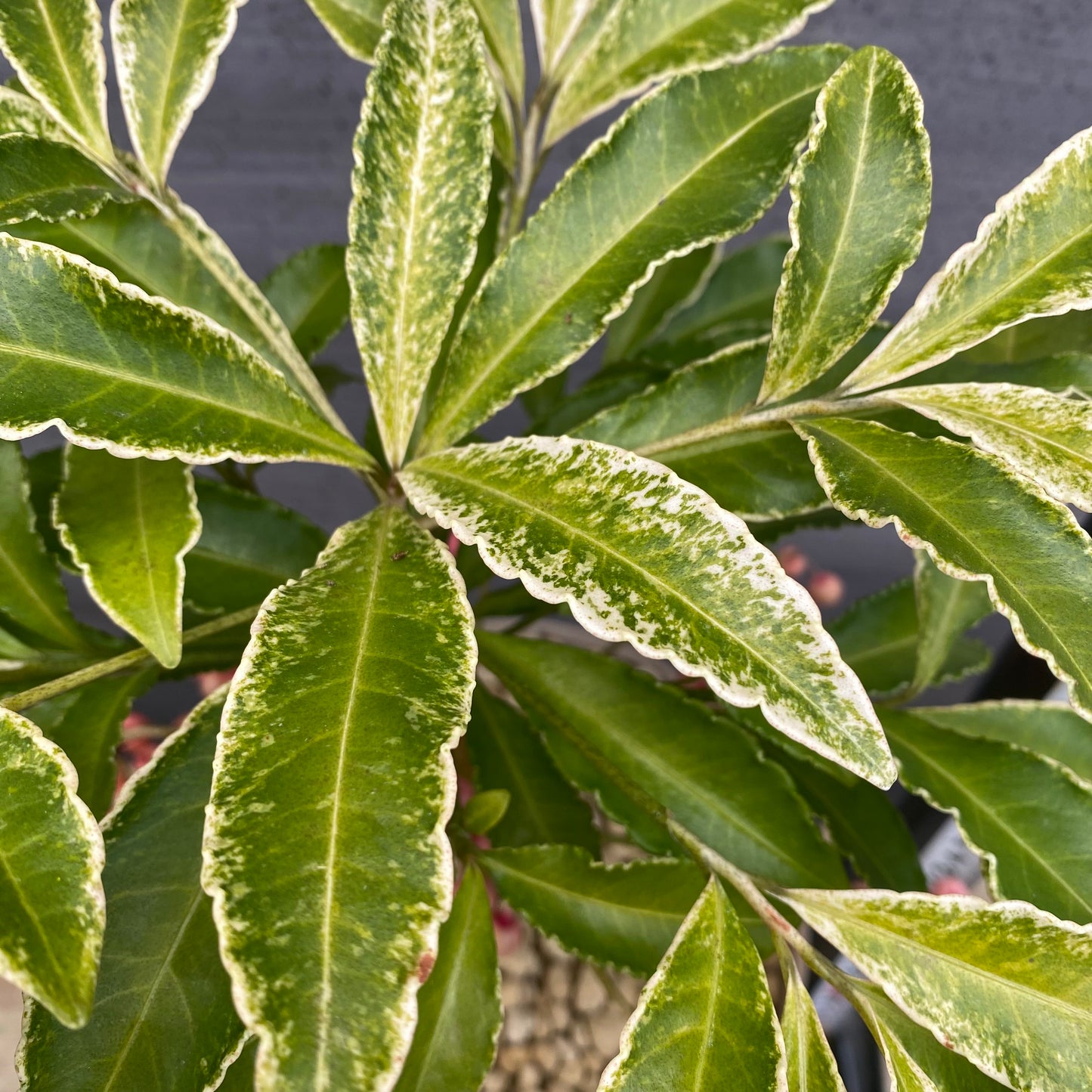 万両　斑入り　6号スリット鉢/オリジナル色