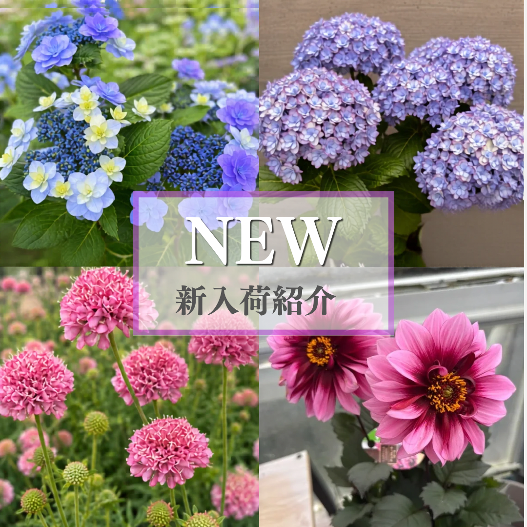 今週入荷した植物をご紹介！アジサイなど今の季節にピッタリのお花もたくさんあります♪