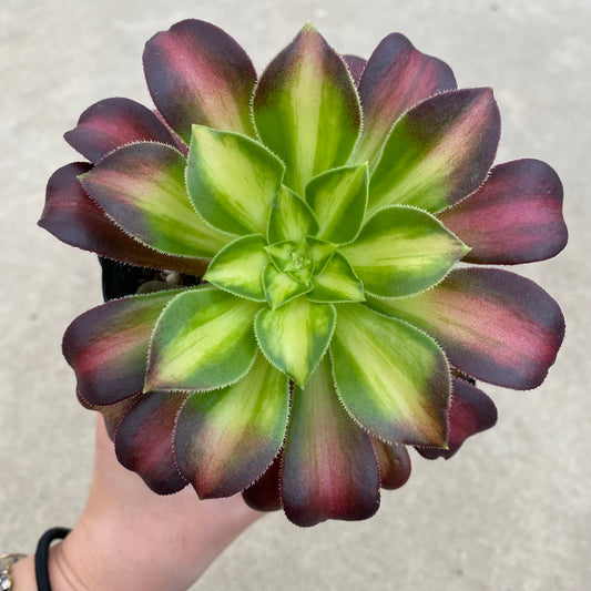 No.17032 アエオニウム ショウカ 3.5号苗ポット