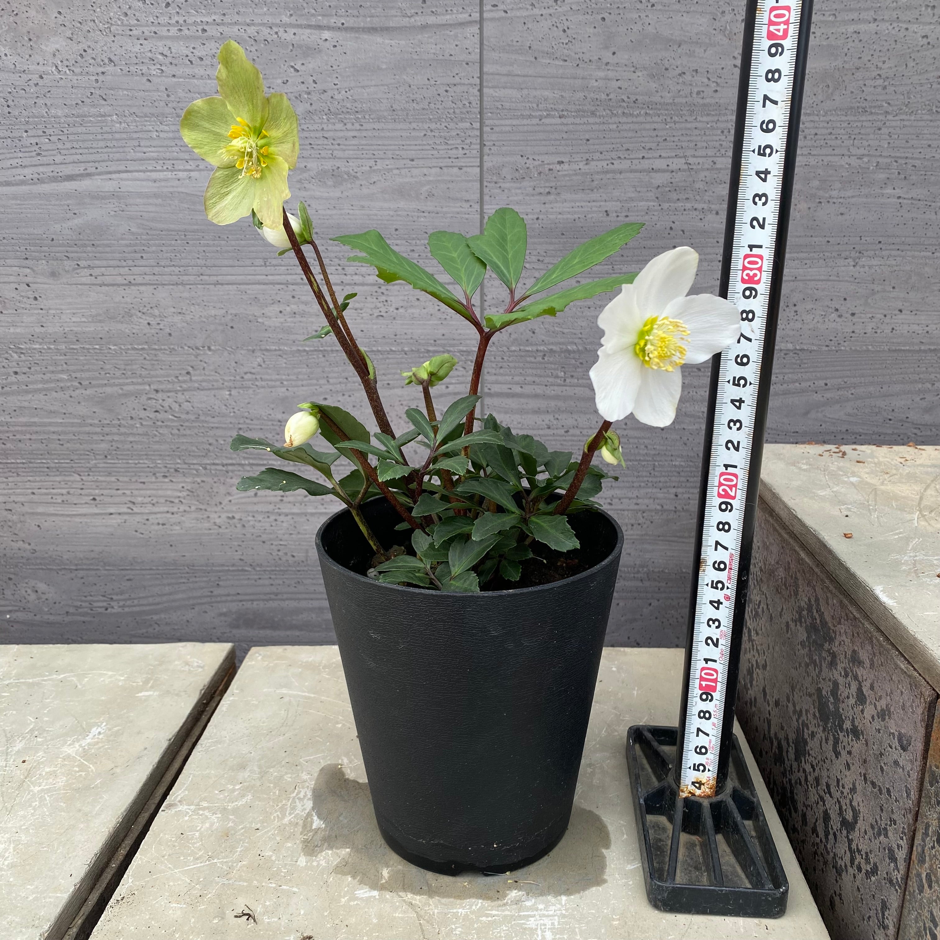 商品 – 植物家族