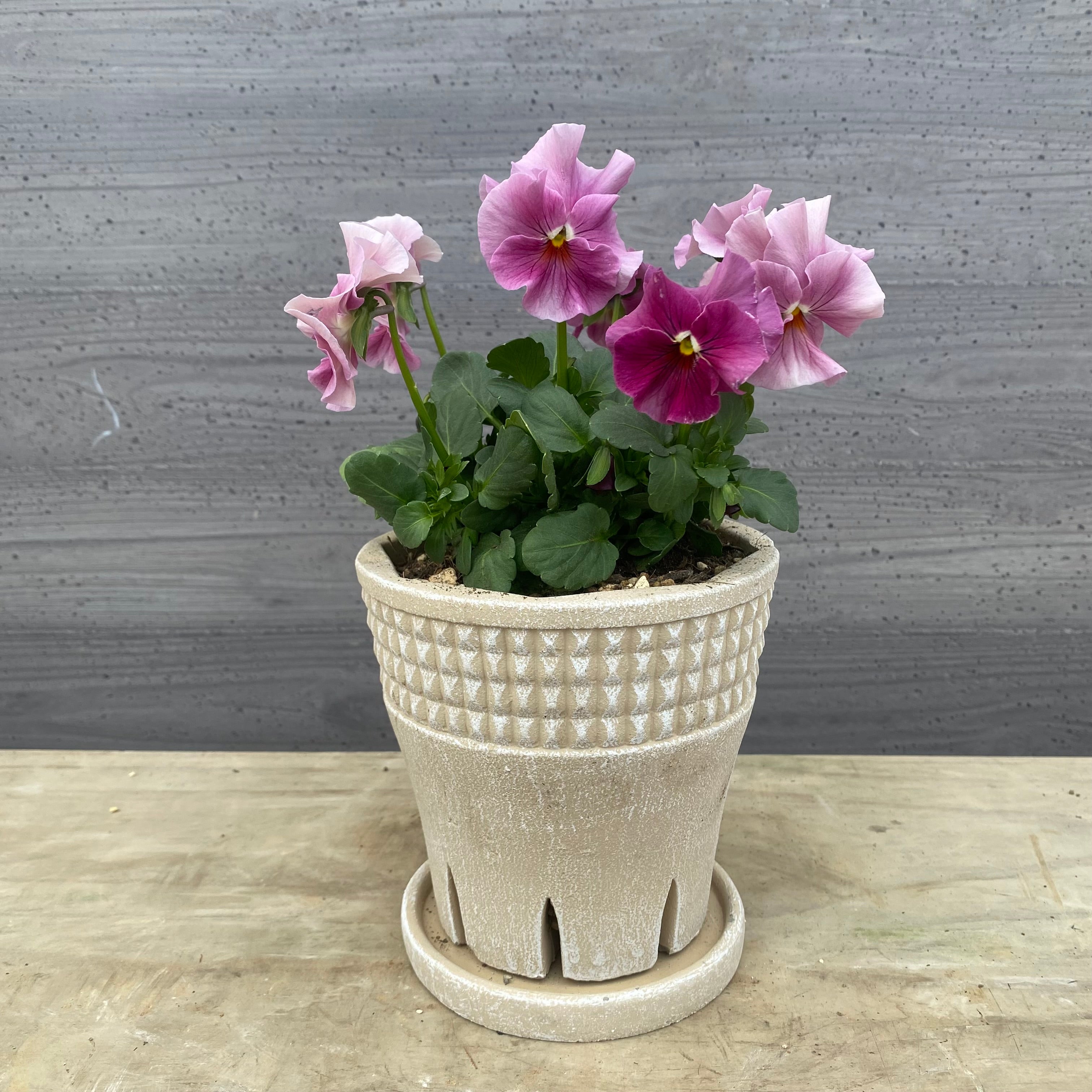 プ*ア様 ☘️超特大株❤️開花株❤️6号❤️根ガンガンパンパン440【ATLAS プ*ア様 ☘️超特大株❤️開花株❤️6号❤️根