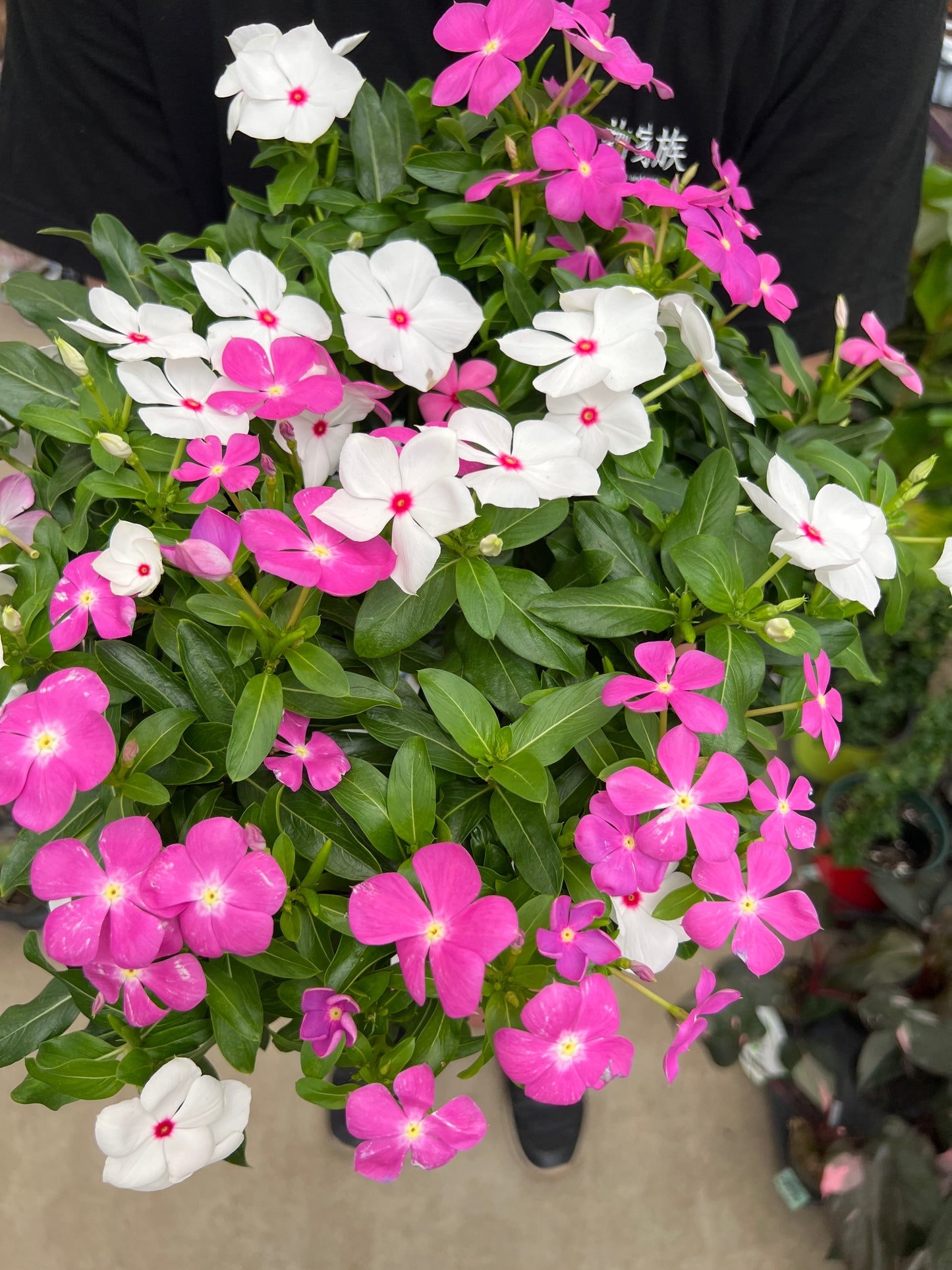 即売会SALE　No.28015　ニチニチソウ　琵琶湖の彩　スタンド仕立て　6号鉢