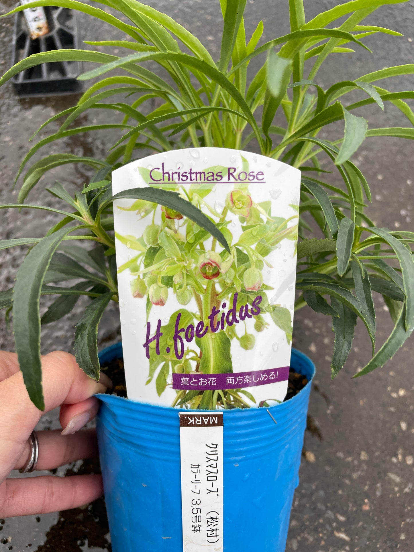 M50　クリスマスローズ　フェチダス　3.5号苗ポット