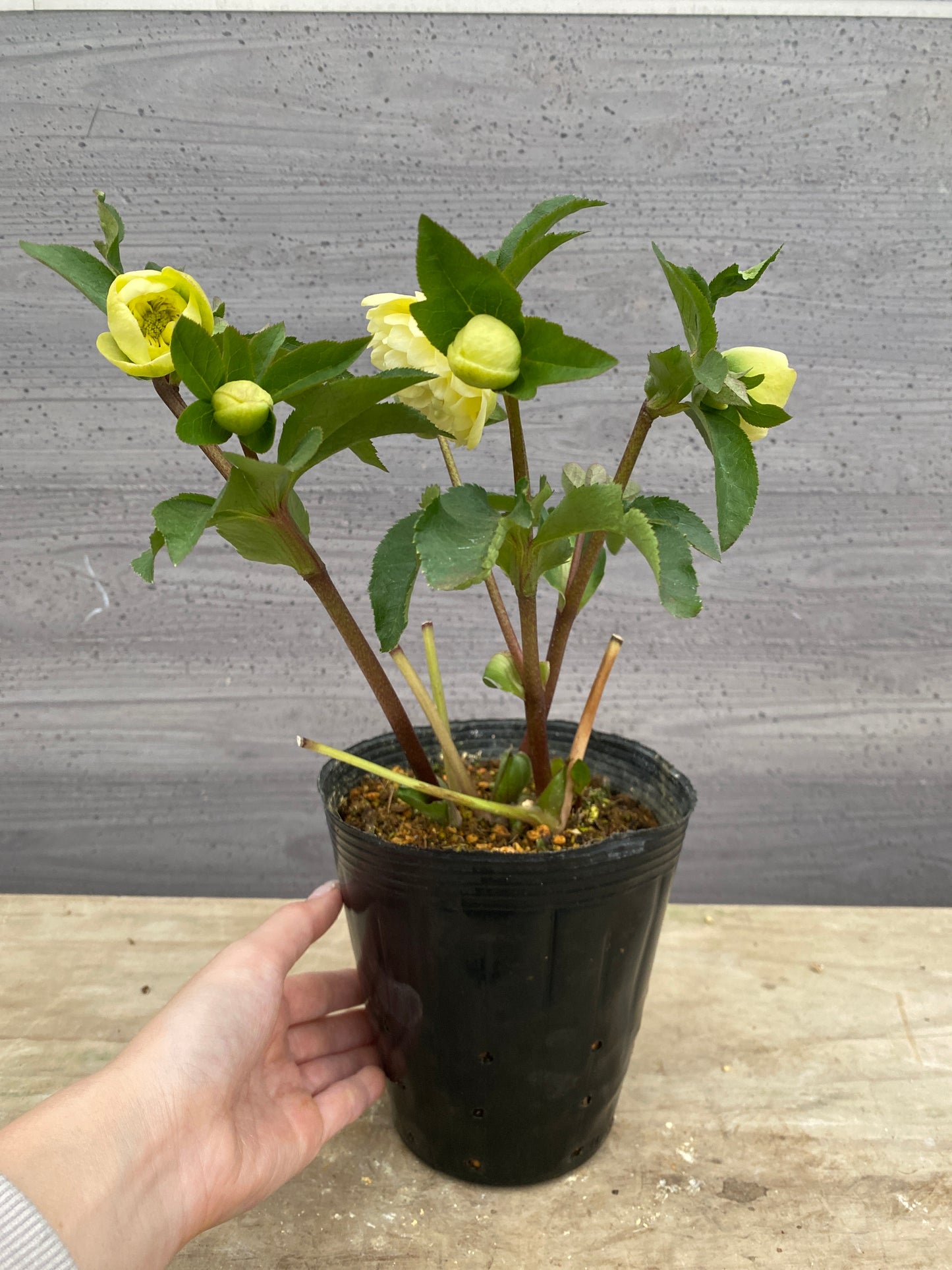 No.05126　横山園芸★クリスマスローズ　プリマドレス　5号苗ポット