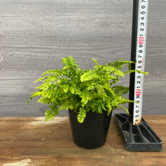 市場仕入れ即売会 No.25025 ツデイシダ 3号苗ポット