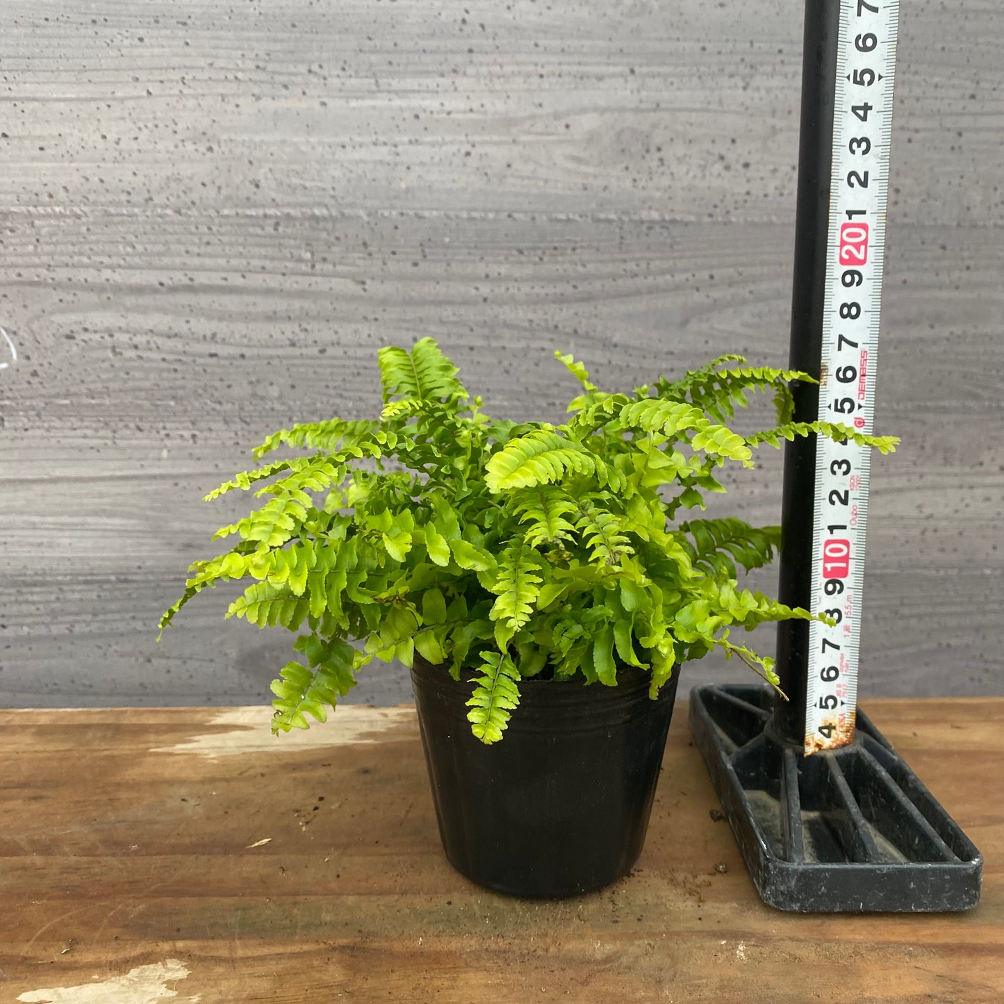 市場仕入れ即売会　No.25025　ツデイシダ　3号苗ポット