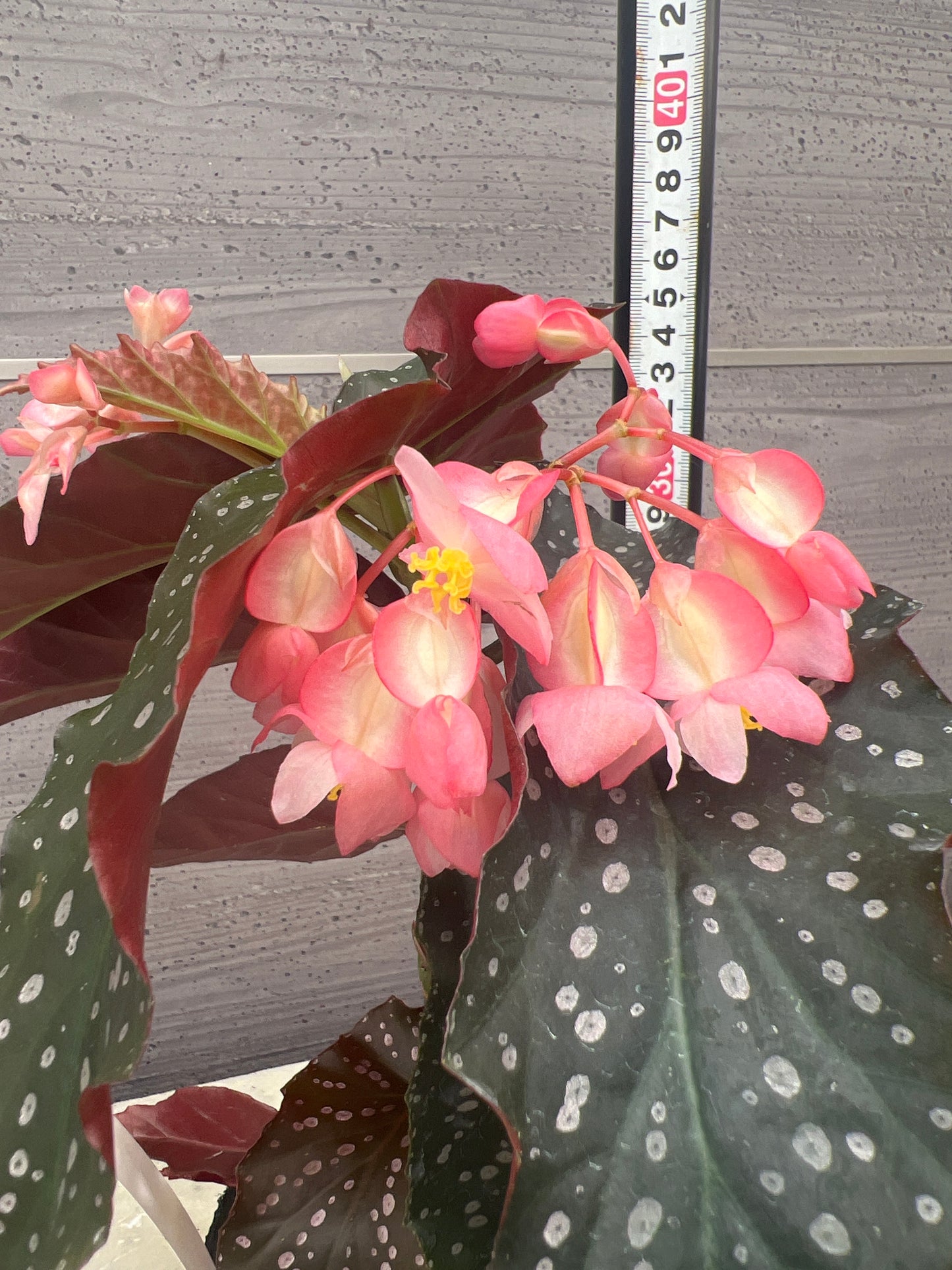花郷園★木立性ベゴニア　Pink Freckles　3.5号苗ポット