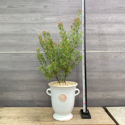 社長植栽★アデナントス　カミングハニー　キューガーデン陶器鉢ホワイト