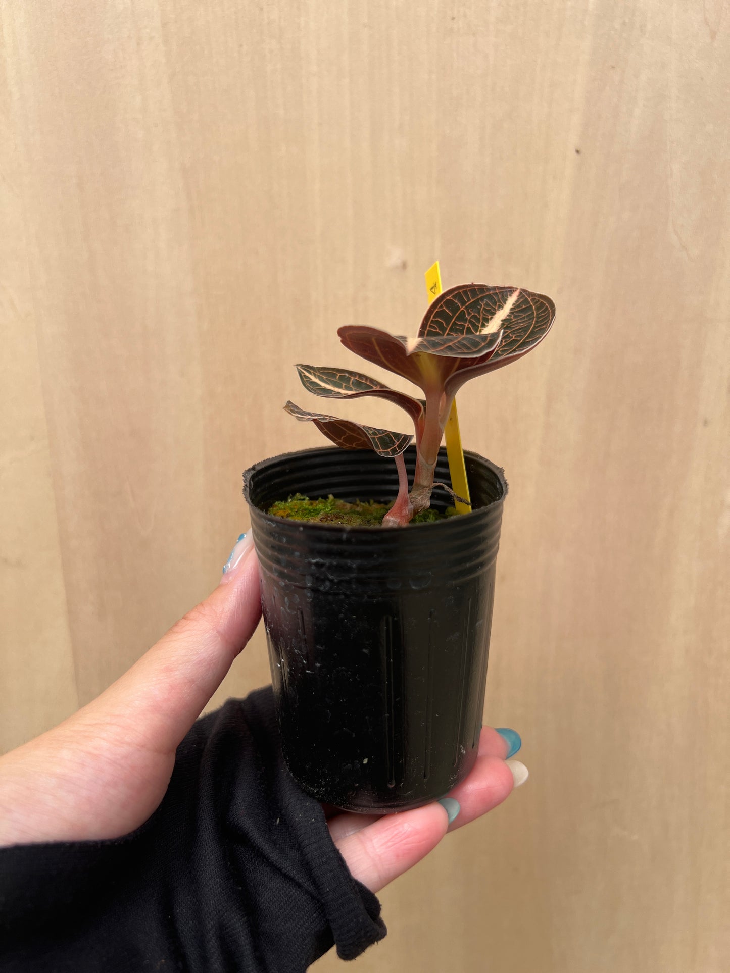 No.04040　ジュエルオーキッド　Anoectochilus lylei rose　2号苗ポット